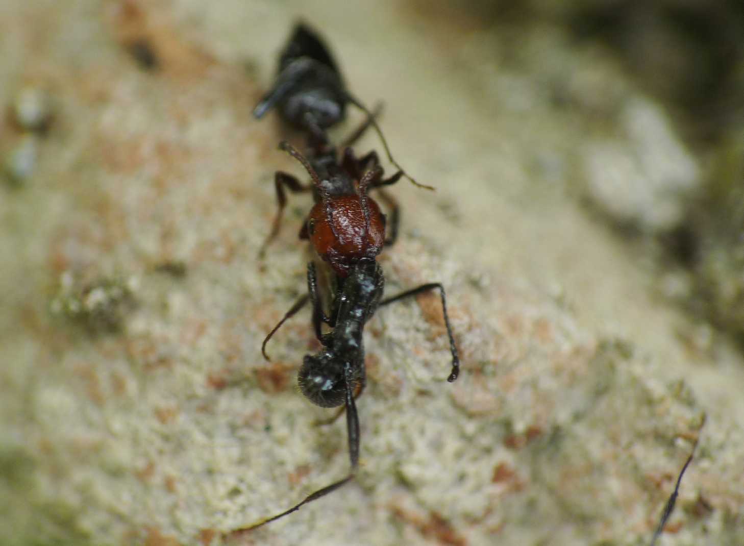 Battaglia tra formiche Crematogaster e Aphaenogaster